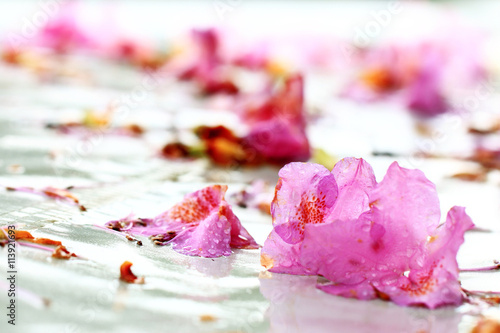 Bl  te des rosa Rhododendron im Regen auf weissem Untergrund