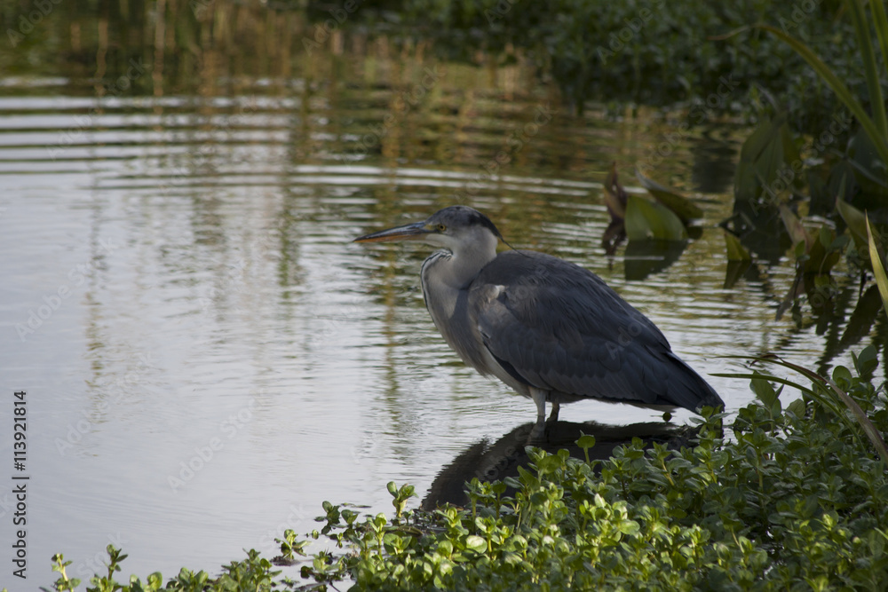 Fototapeta premium Grey Heron (Ardea cinerea)