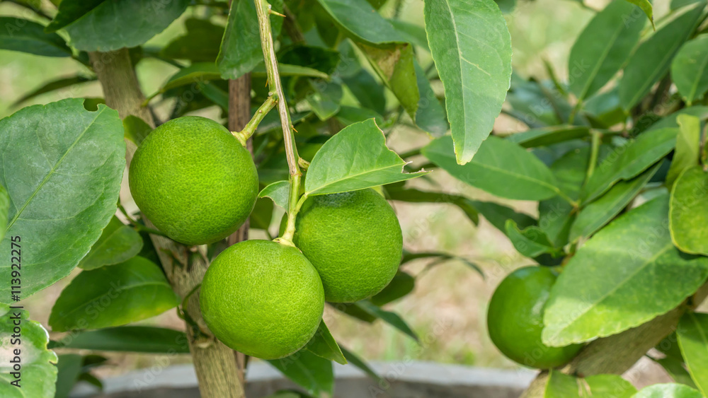 Lime hanging on tree