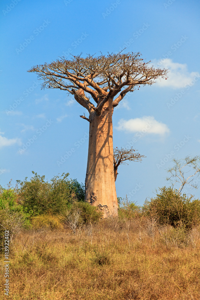 Obraz premium Beautiful Baobab tree in the landscape of Madagascar
