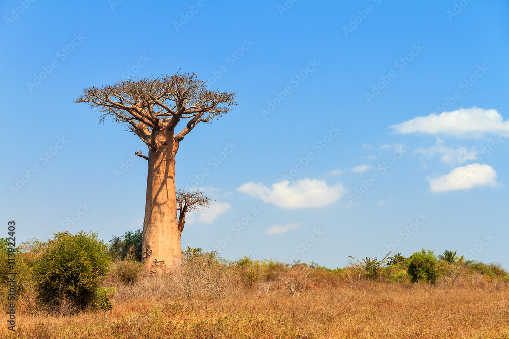 Beautiful Baobab tree in the landscape of Madagascar