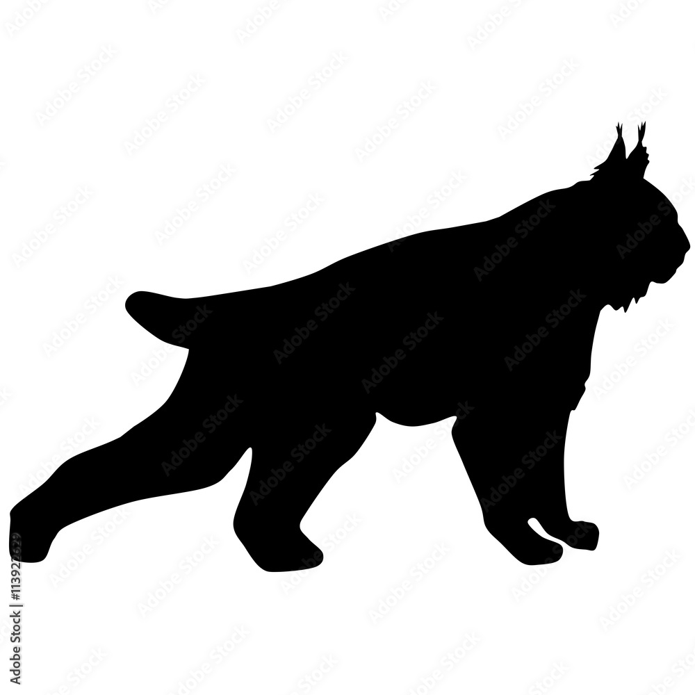 Fototapeta premium silhouette of the wild lynx