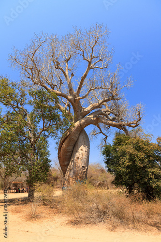 The famous Baobab Amoreux, a twisted Baobab in Madagascar photo