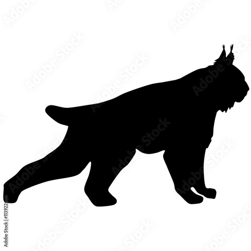 silhouette of the wild lynx