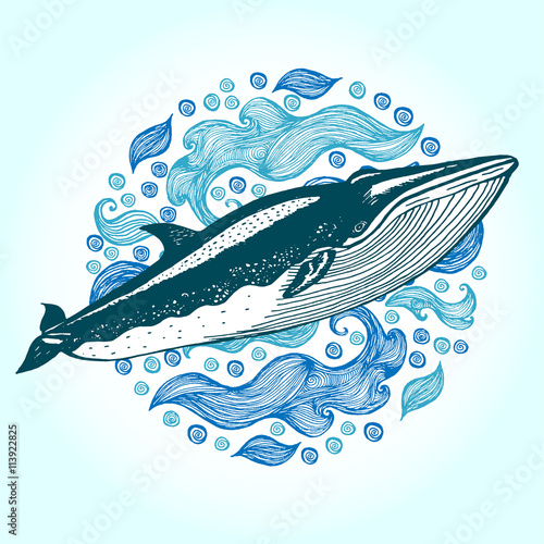 Sei Whale, Hand drawn vector illustration.