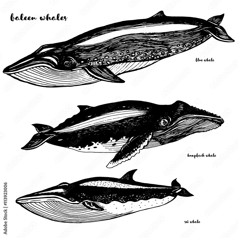 Naklejka Set whales. Drawn in ink, hand-drawing.
