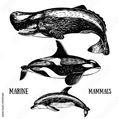 Set whales. Drawn in ink, hand-drawing.