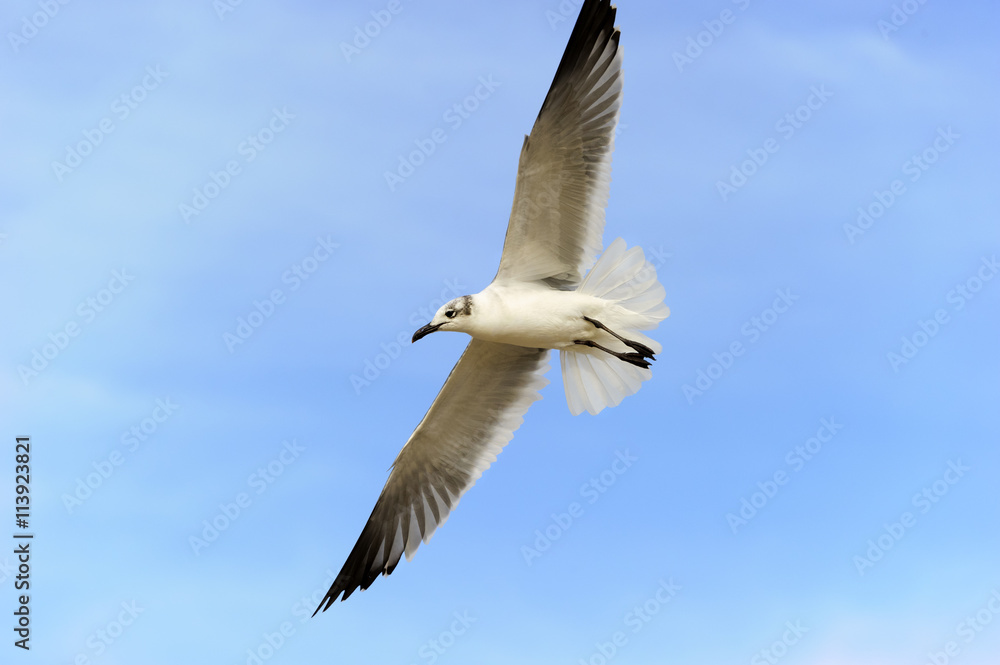 Fototapeta premium Seagull