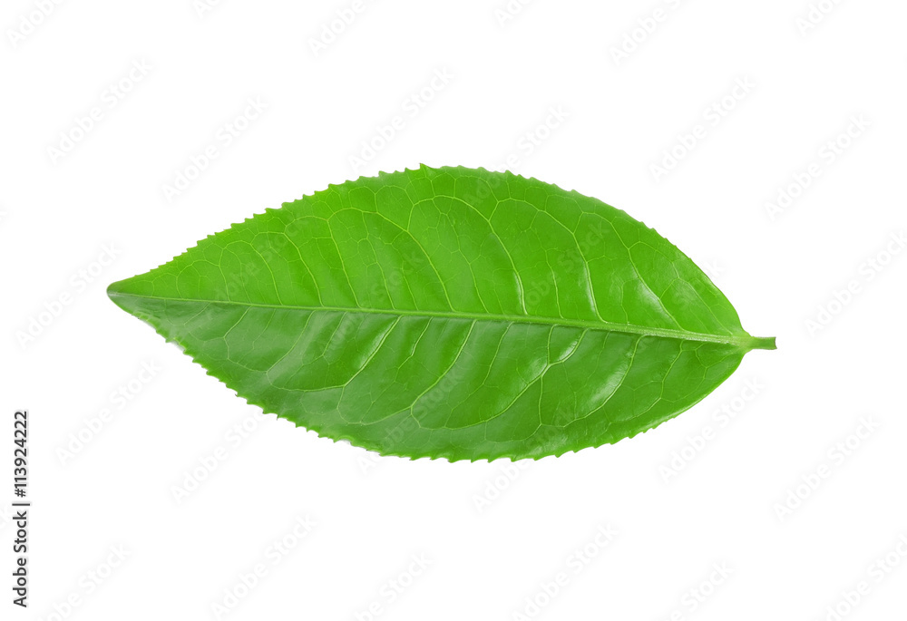 Obraz premium Green tea leaf isolated on white background