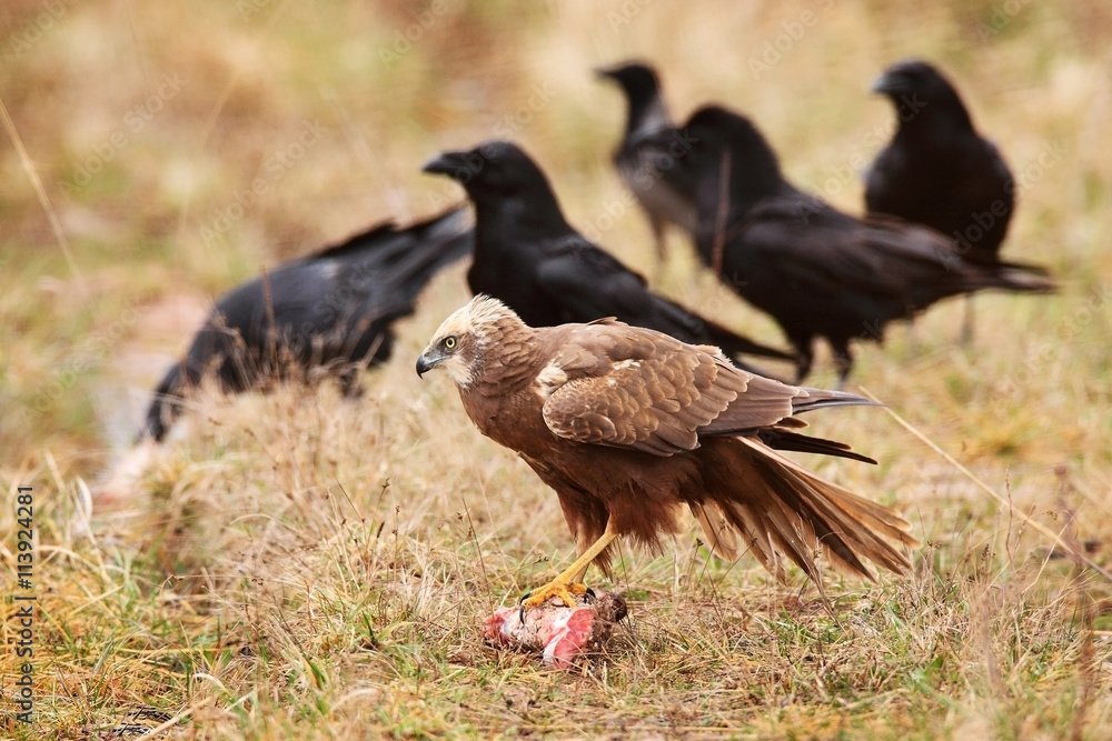 Obraz premium marsh harrier sitting in grass