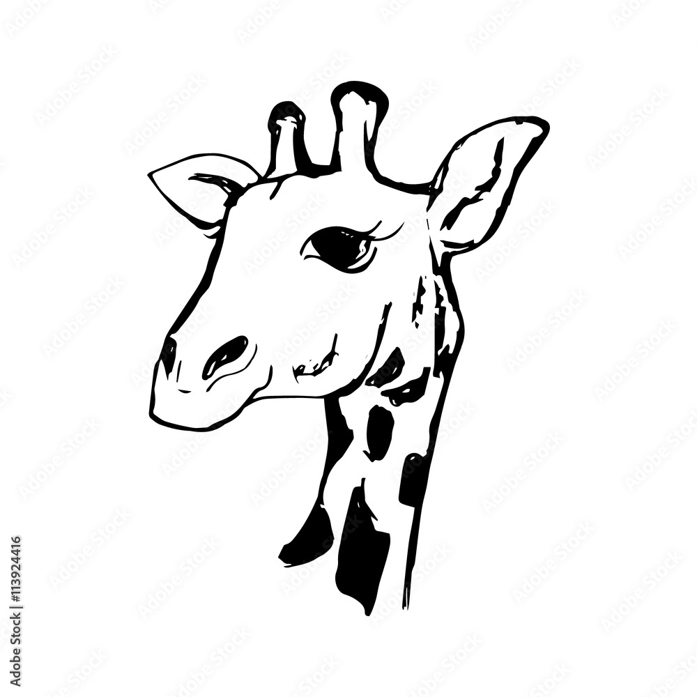 The head of a giraffe 0 The head of a giraffe 0