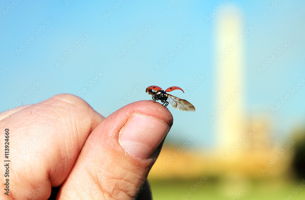 Fototapeta premium полет божьей коровки