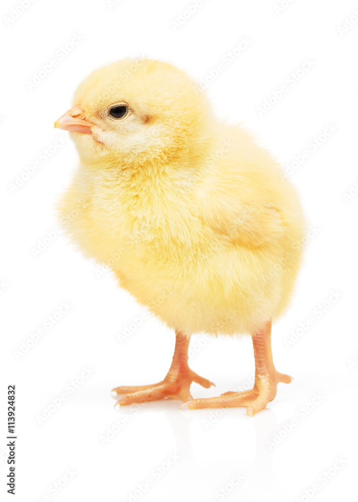 Small yellow chicken isolated on white