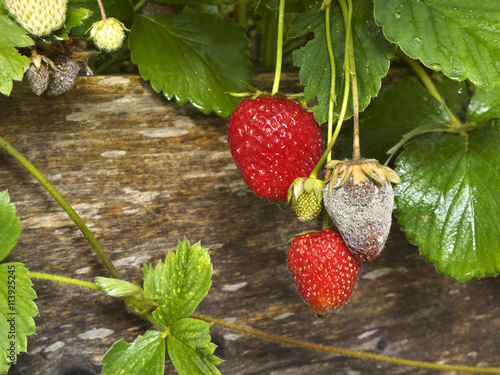 Botrytis Fruit Rot or Gray Mold of strawberries