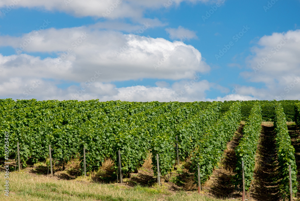 Vineyard landscape in France