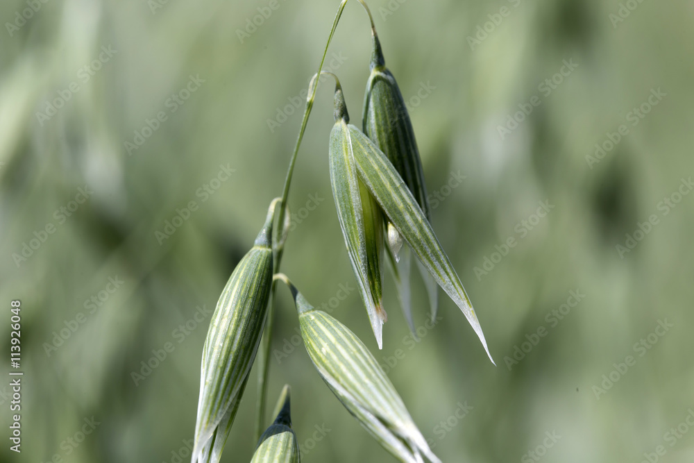 Detail of the green Oat Spike Detail of the green Oat Spike