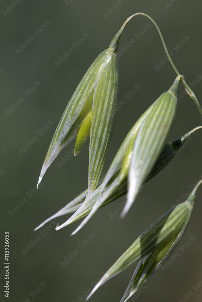 Obraz premium Detail of the green Oat Spike 