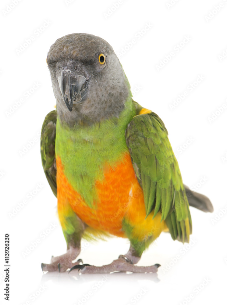 Naklejka premium Senegal parrot in studio