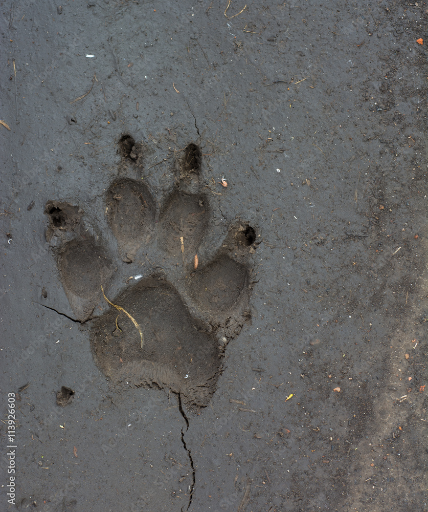 Wolf's track Wolf's track
