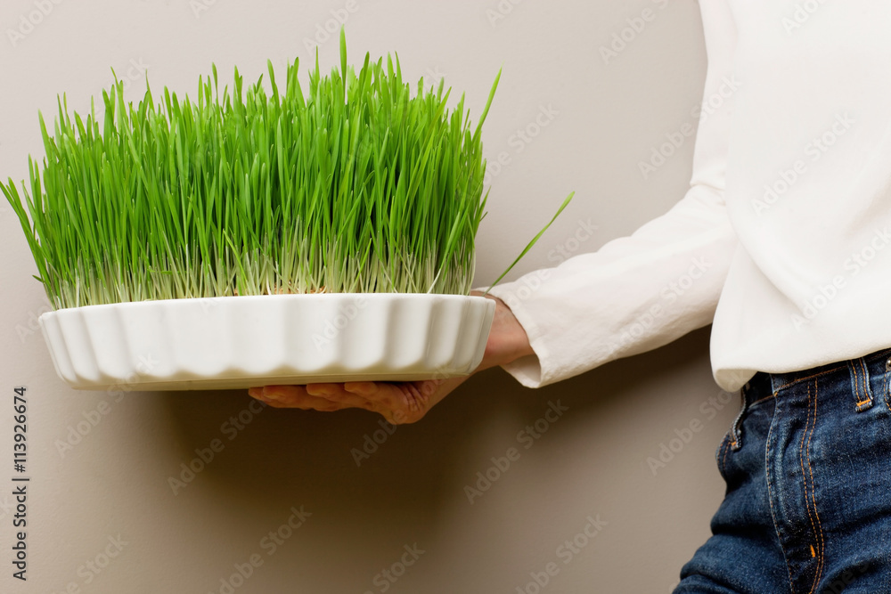 Naklejka premium Wheat grass for juicing and healthy life. How to grow the best wheat grass - Urban cultivation and gardening.