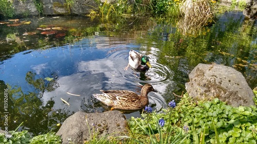 Bilde på lerret Duck Pond