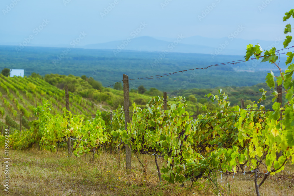 Fototapeta premium Landscape of vineyard