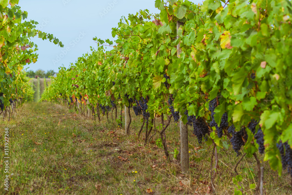 Vines and grapes