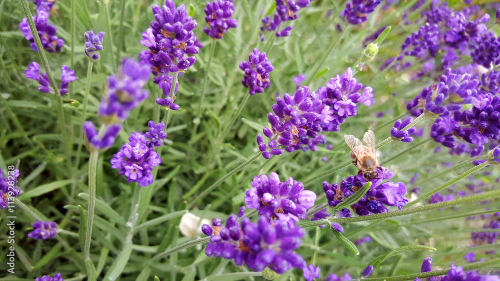 Obraz premium champs de lavande