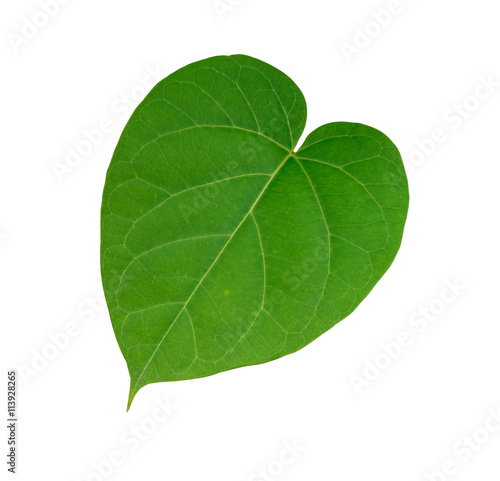 green leaf on white background