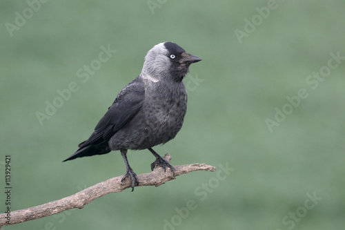 Jackdaw, Corvus monedula