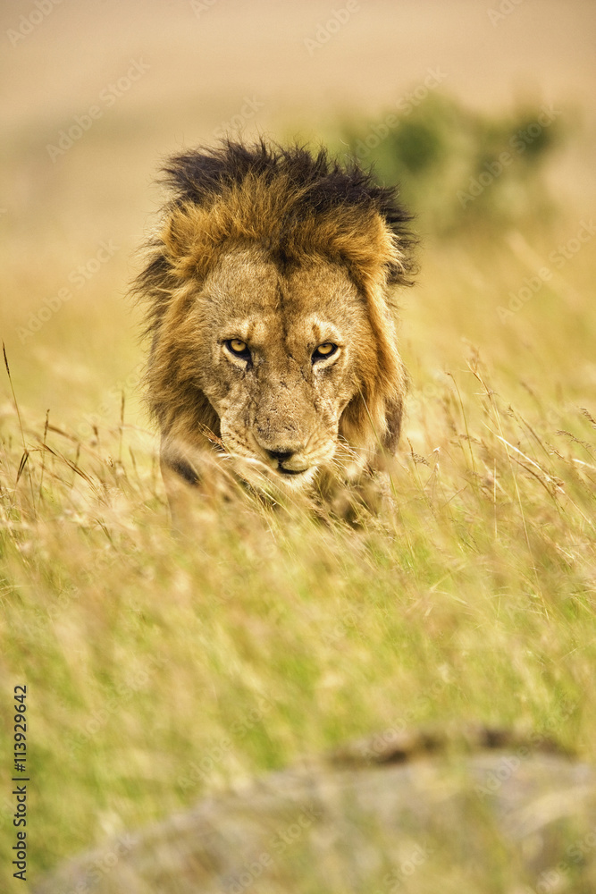 Adult male lion, Panthera leo, Masai Mara, Kenya Adult male lion, Panthera leo, Masai Mara, Kenya