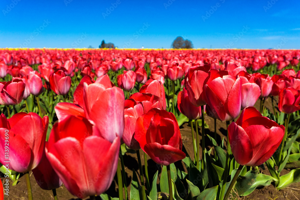 Low angle view a beautiful red tulips in a field