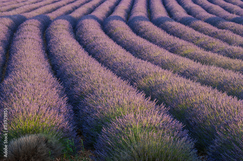 Europe, France. Rows of lavender in Provence. Ellen Anon