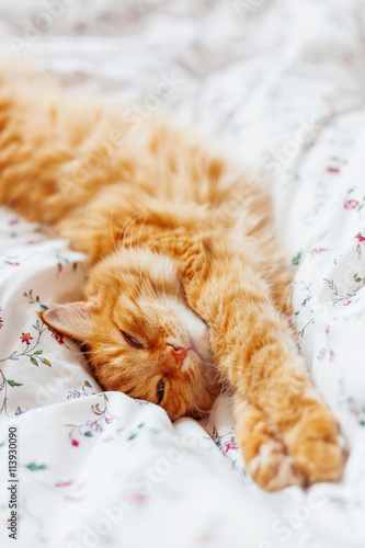 Cute ginger cat lying in bed. Fluffy pet looks sleepy. Cozy home background. Place for text.