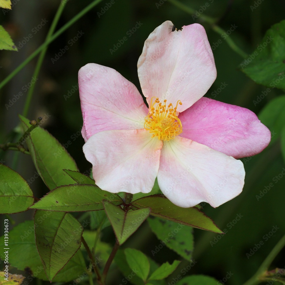Rosa chinensis Mutabilis Rosa chinensis Mutabilis