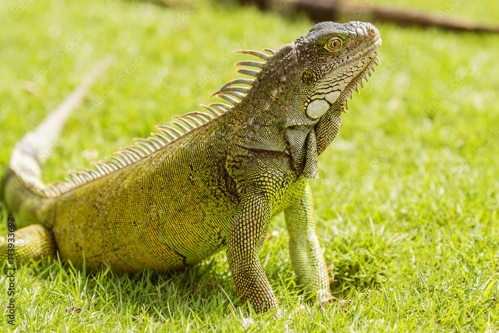 Iguanas at the Iguana park in downtown of Guayaquil, Ecuador. Iguanas at the Iguana park in downtown of Guayaquil, Ecuador.
