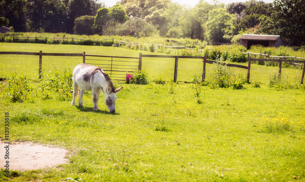 Obraz premium Donkey grazing on a green field