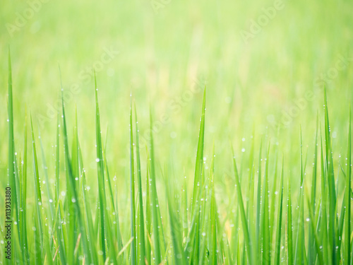 Soft background image water dew on grass in field.