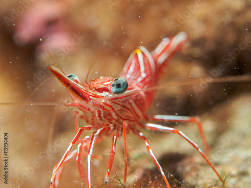 shrimp under the sea photo