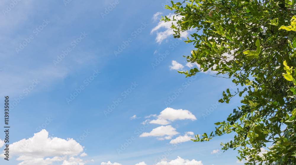 Obraz premium Blue Sky with Tree Branch