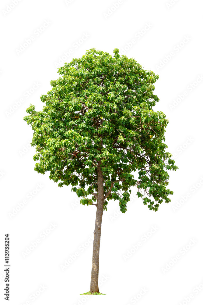 Dipterocarpus tuberculatus Roxb. isolated on white Dipterocarpus tuberculatus Roxb. isolated on white