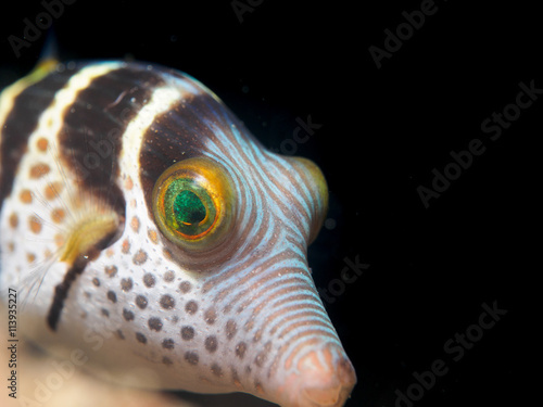 blowfish under the sea