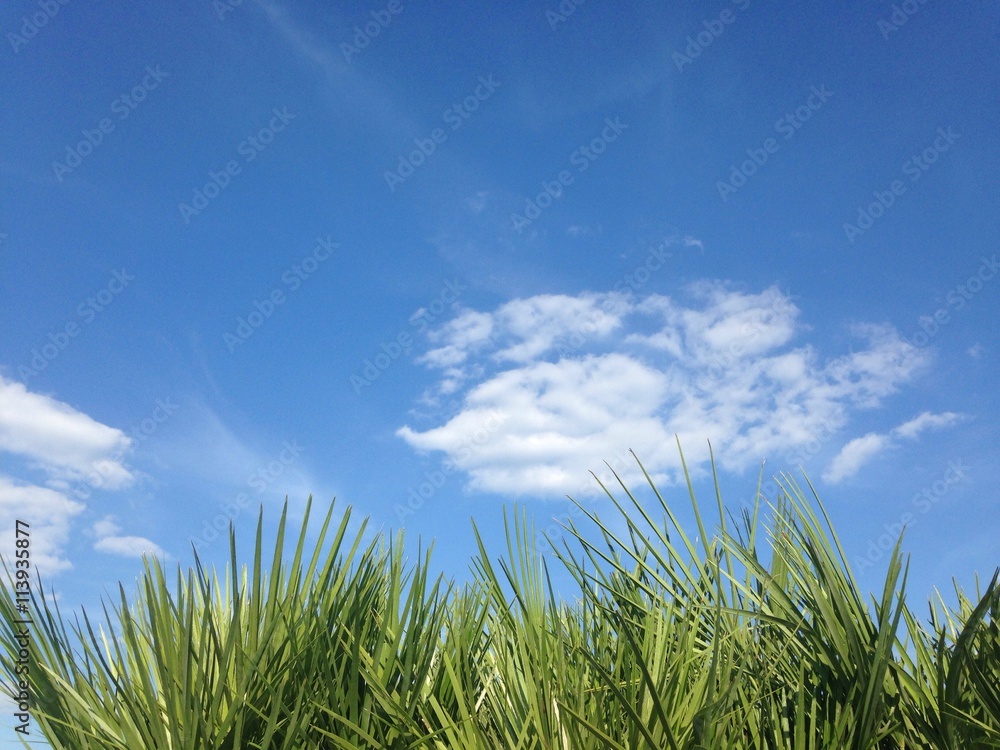 partly cloudy summer sky