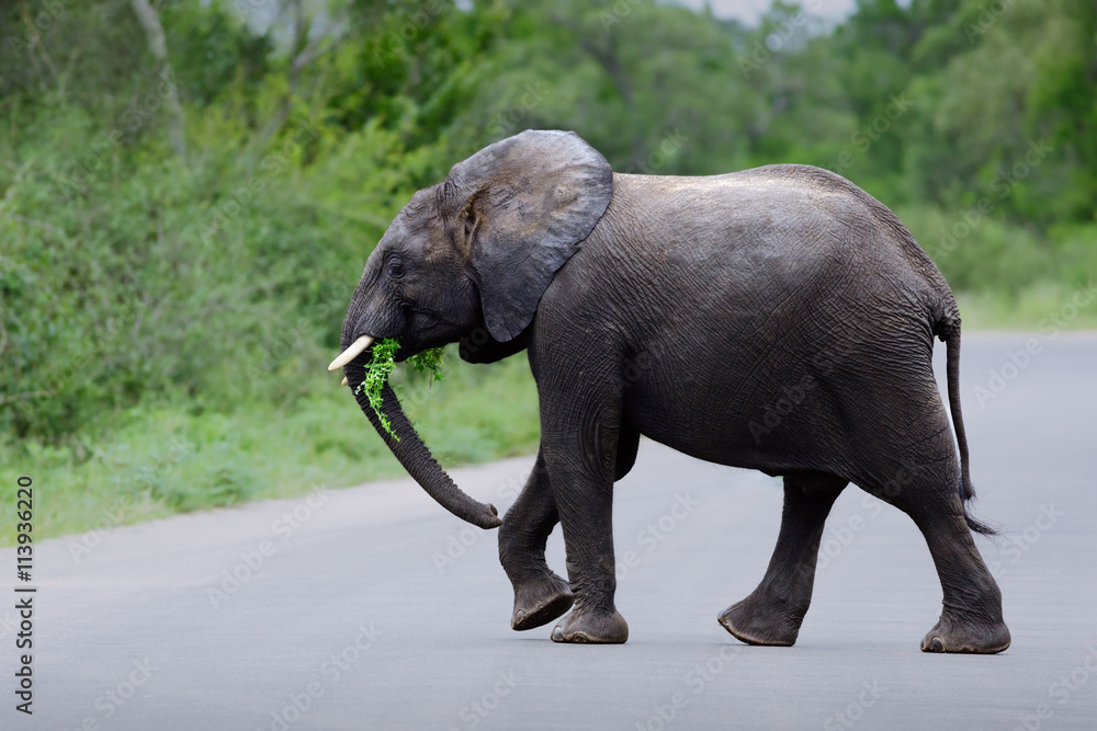 Obraz premium Elephant crossing. Elephant crossing a road in Kruger national park