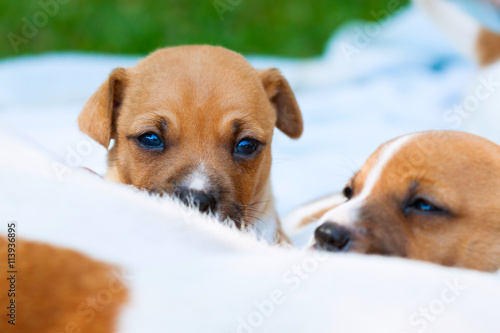 Suckling Jack Russell pups. © EtienneOutram