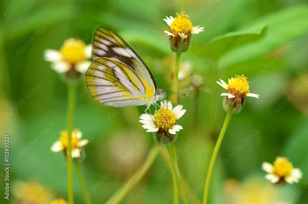 Maxican daisy flowers (Tridax procumbens (L.) L.) on natural green background. Maxican daisy flowers (Tridax procumbens (L.) L.) on natural green background.