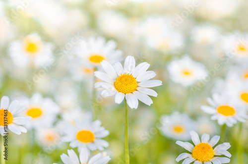 Chamomile flowers as background © fotolesnik