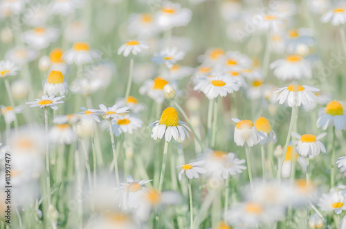 Chamomile flowers as background