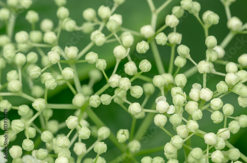 Bushy white flowers of elderberry tree, sambucus © fotolesnik