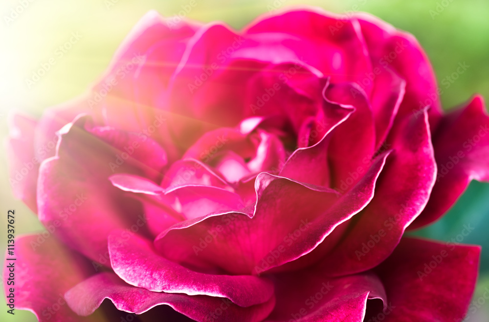 beautiful close up red rose beautiful close up red rose